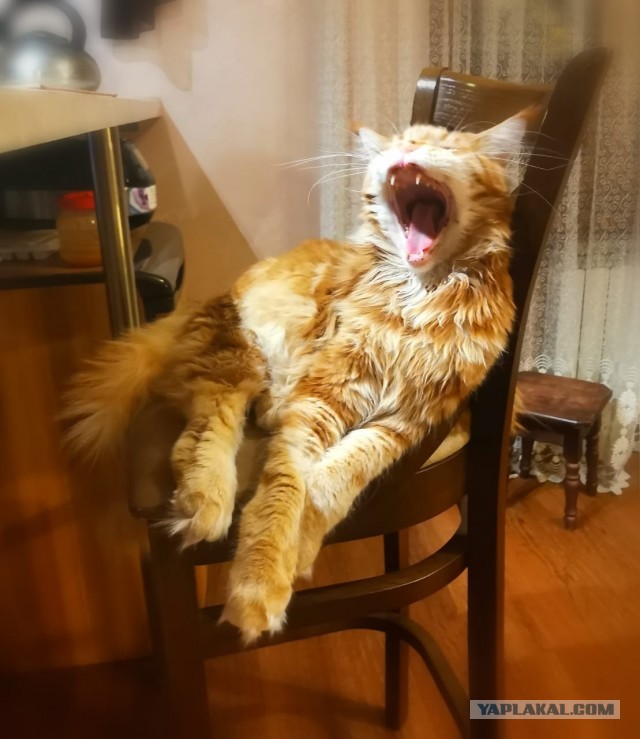 Котовторник 17.11.20