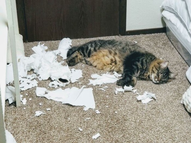 Фотографии, которые доказывают, что кошки самые большие сволочи