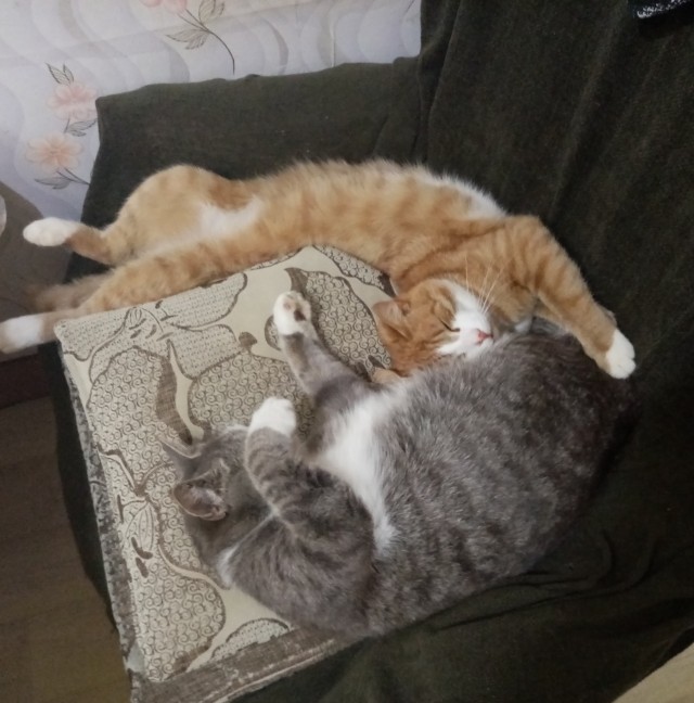Котовторнику посвящается