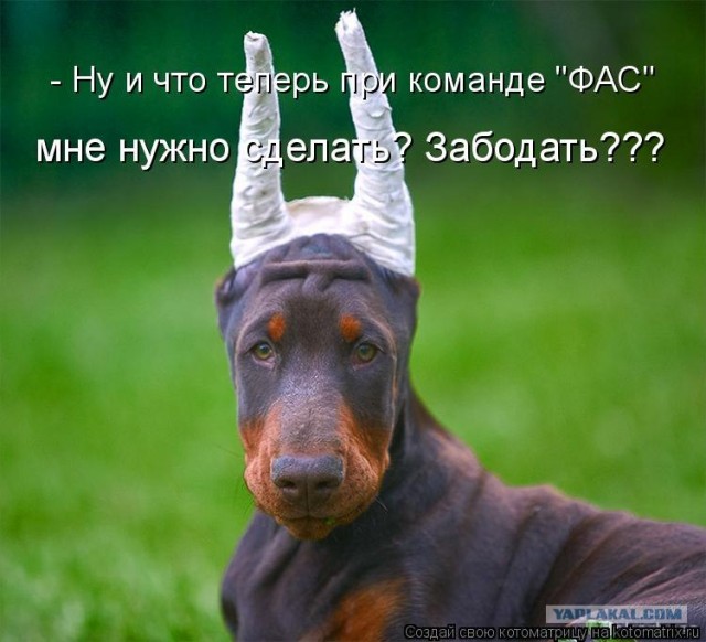 Наглый кот против ленивой собаки