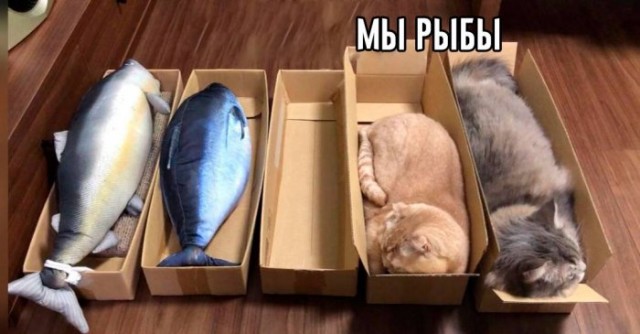 Картинки и мемы для настроения 016