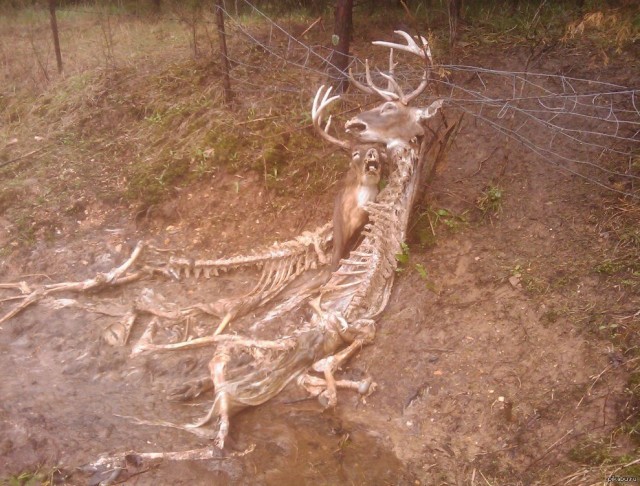 Козёл застрял