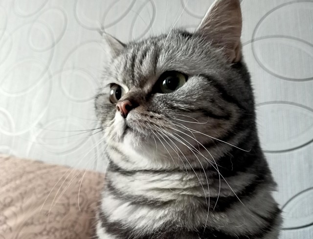 Котовторник!
