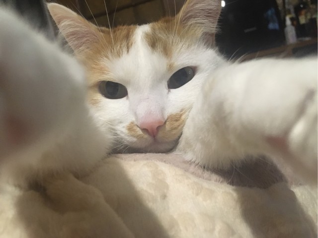 Котовторник. Поговорим о кличках, друзья