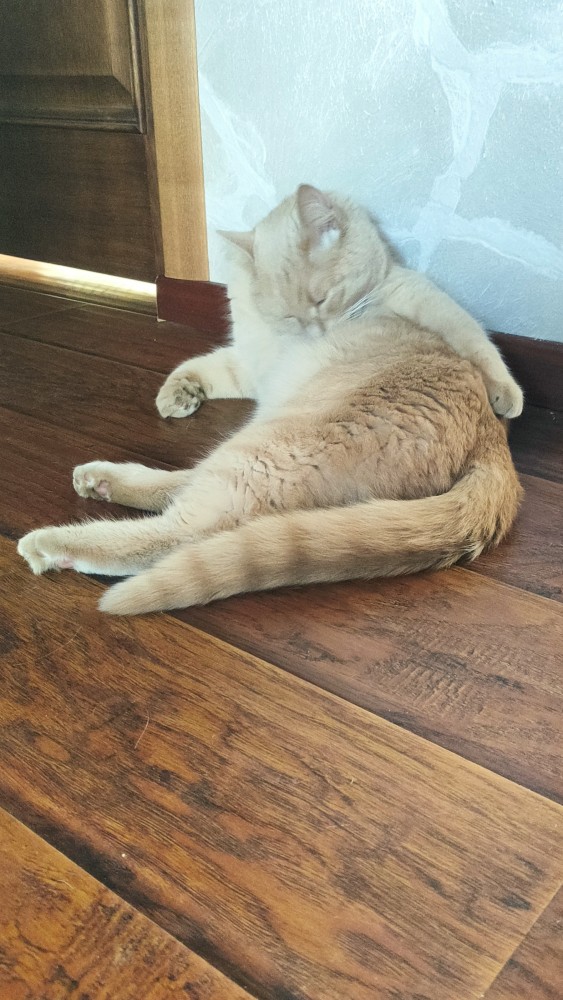 Кот завалил змея