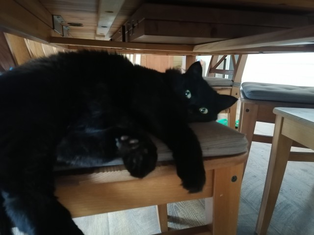 Котовторнику быть
