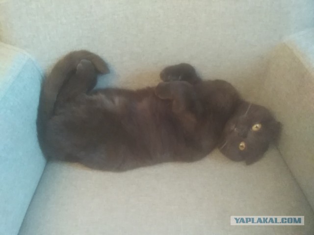 Котовторник. Февраль