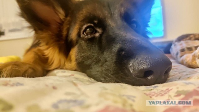 Нос
