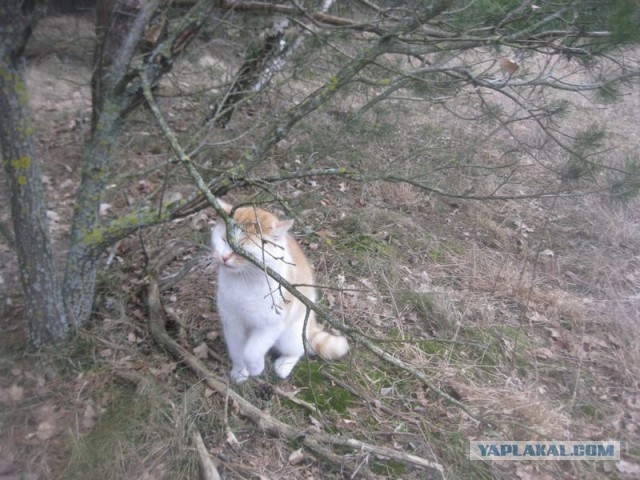 Жизнь домашнего приюта для котеек 384
