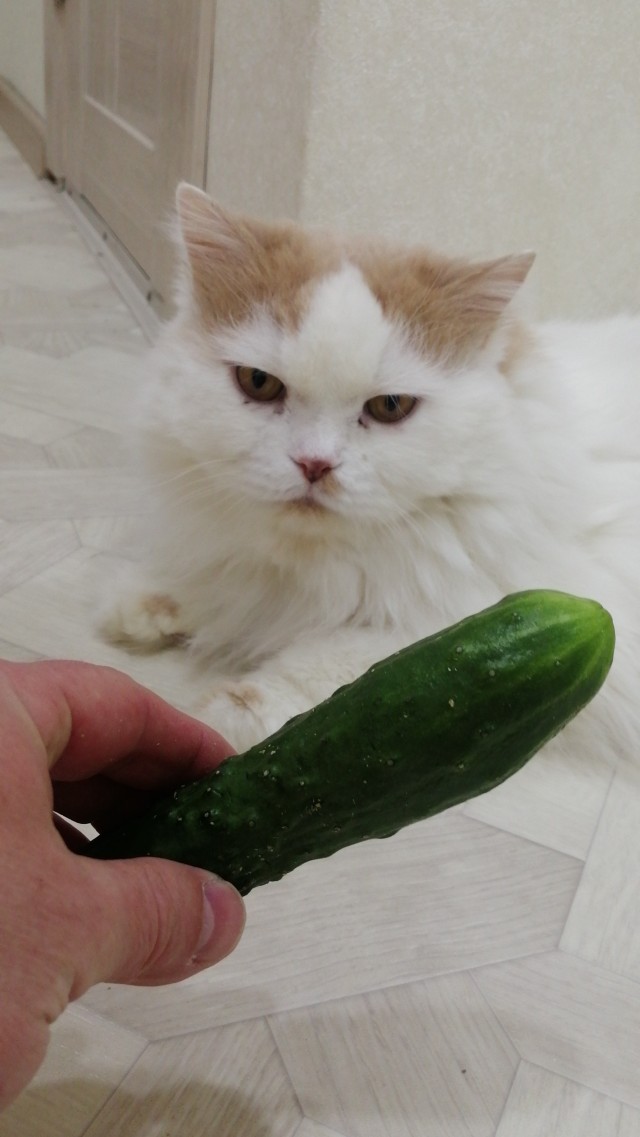 Опять этот мужик с котанами