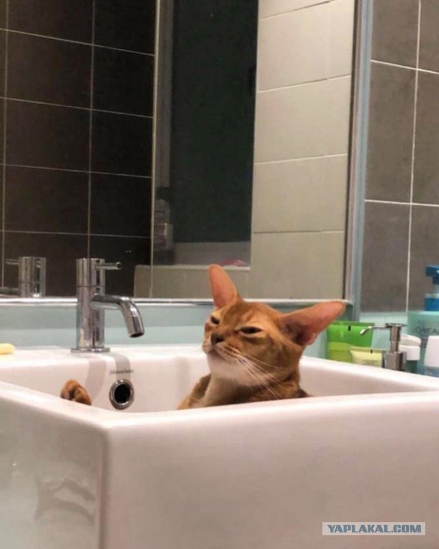 А ваши котейки че счас делают?