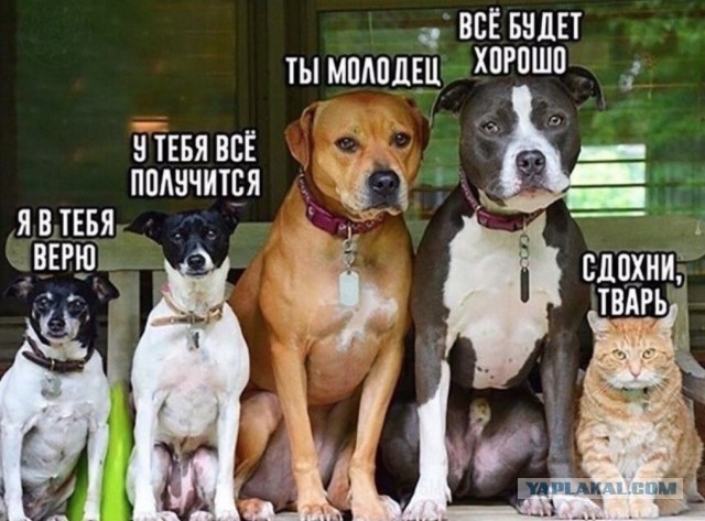 Признаю, виновен