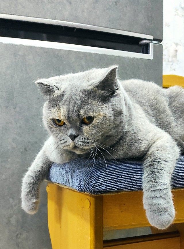 Котовторник! Пара фоток суровых котов.