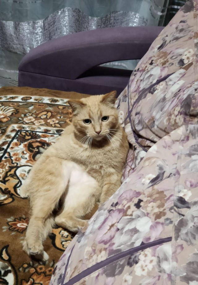 Котовторник 18.10.22
