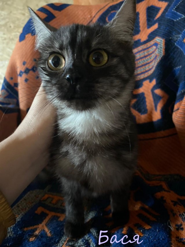 Жизнь домашнего приюта "Котоленд" 362