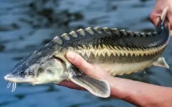 Фермеры из Ростовской области столкнулись с проблемой сбыта осетровых