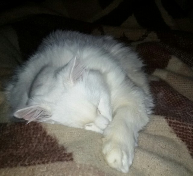 Котовторник 17.01.23