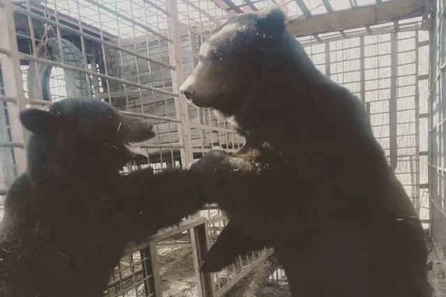 Это Россия