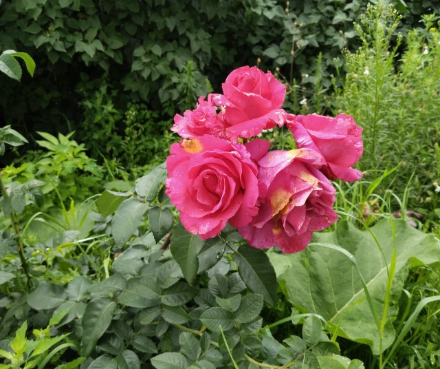 Красивое Вам