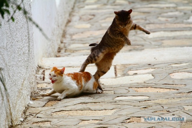 Котовторник 16.04.2013