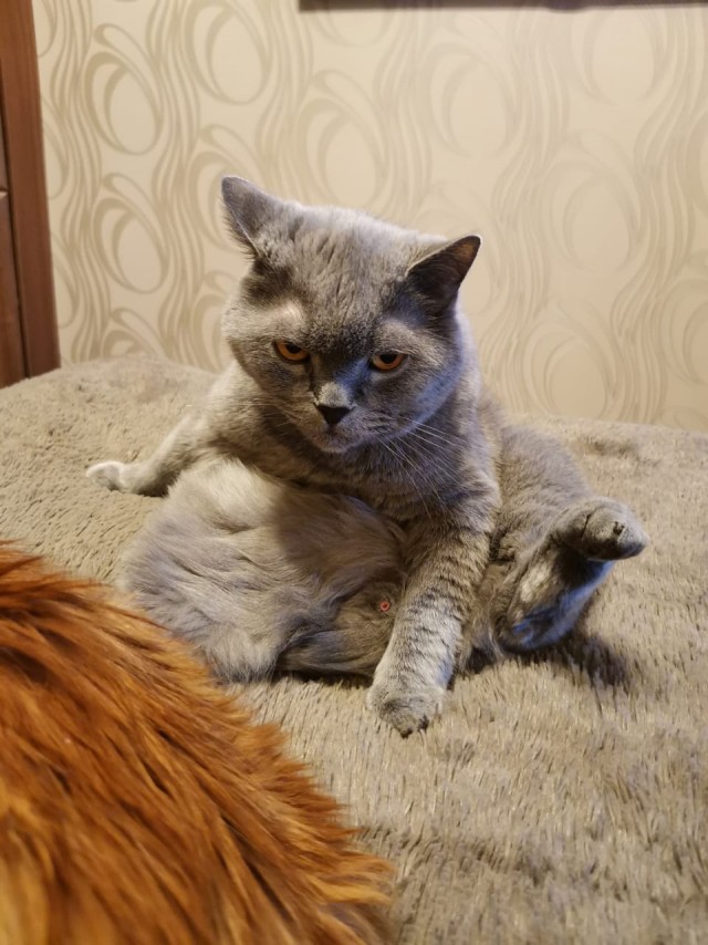 Всем кота за мой счёт. Я настаиваю