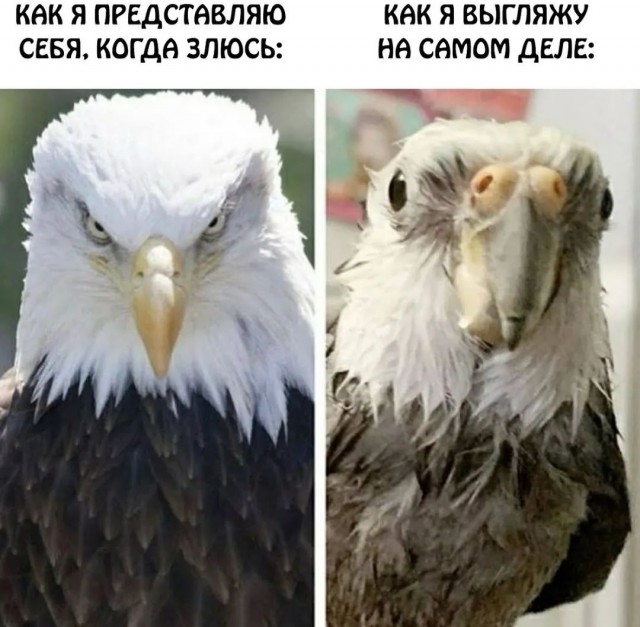 Завалялось тут случайно немного забавных картинок