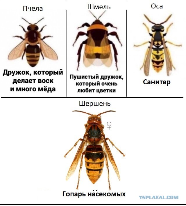 ЯП просветительный (Пчелы/Шмели/Осы/Шершни)