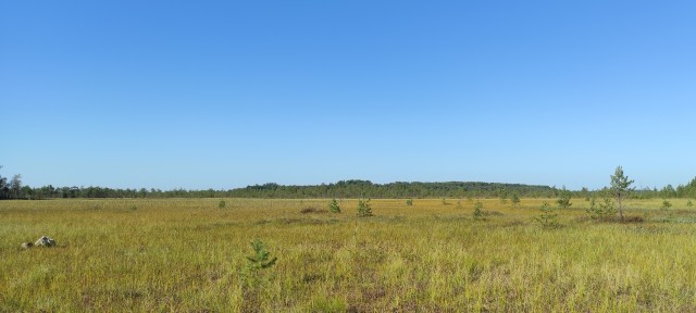 Помните избинг, монастыринг?  Теперь встречайте болотинг