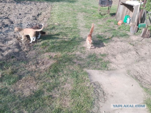 Жизнь домашнего приюта для котеек 542