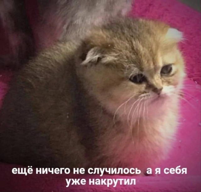 Весёлый полтишок 06.06.25
