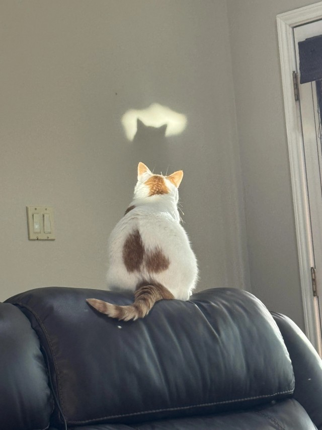 Я месть, я ночь, я отчаянно скидываю вещи со столов... (котовторник)