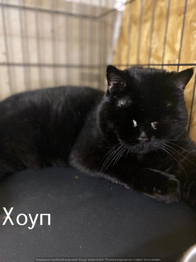Жизнь домашнего приюта "Котоленд" 528