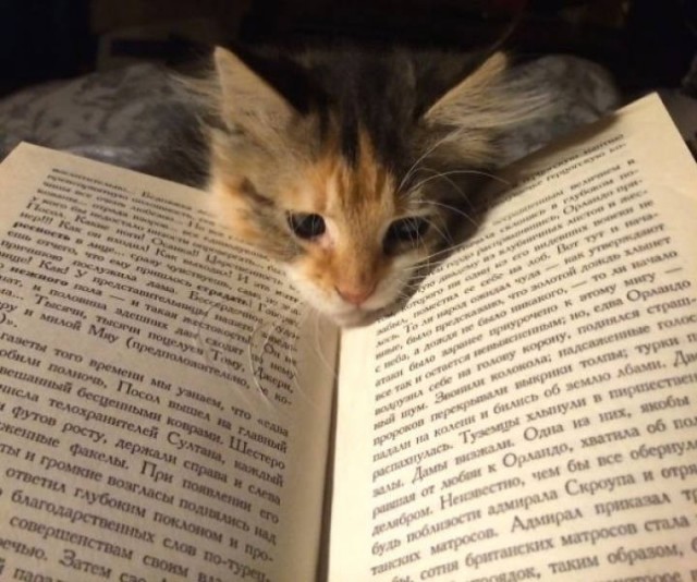 Котики тоже любят читать