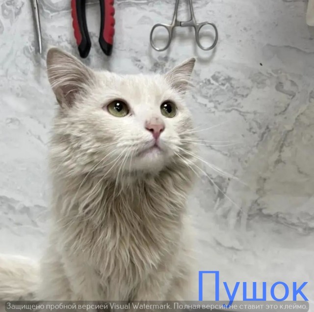 Жизнь домашнего приюта "Котоленд" 541