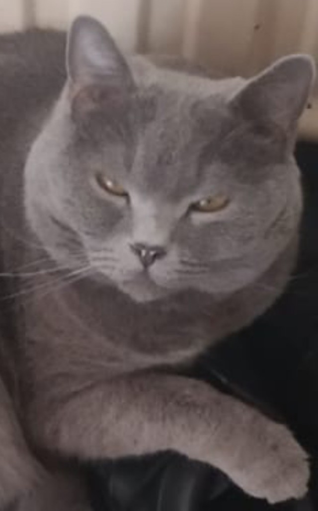 Снова наши коты