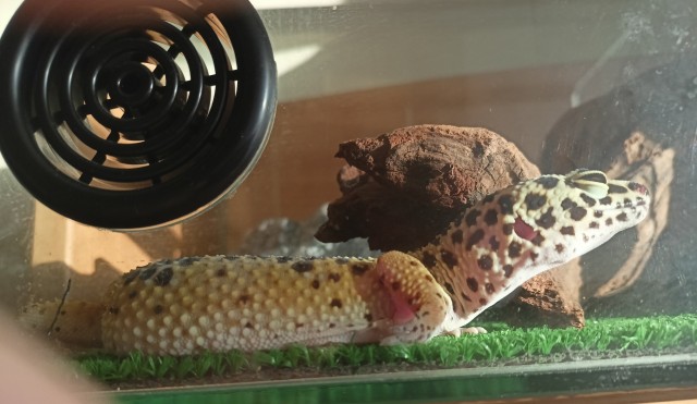 Ну, нет на Япе дня ящериц.