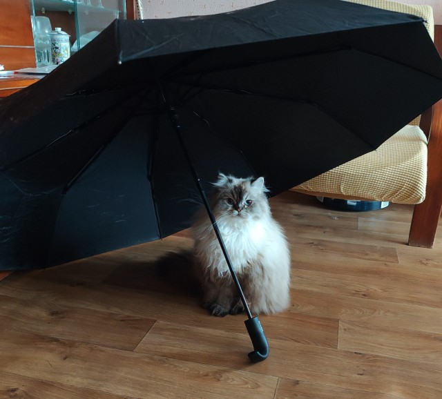Котовторник 05.05.2026