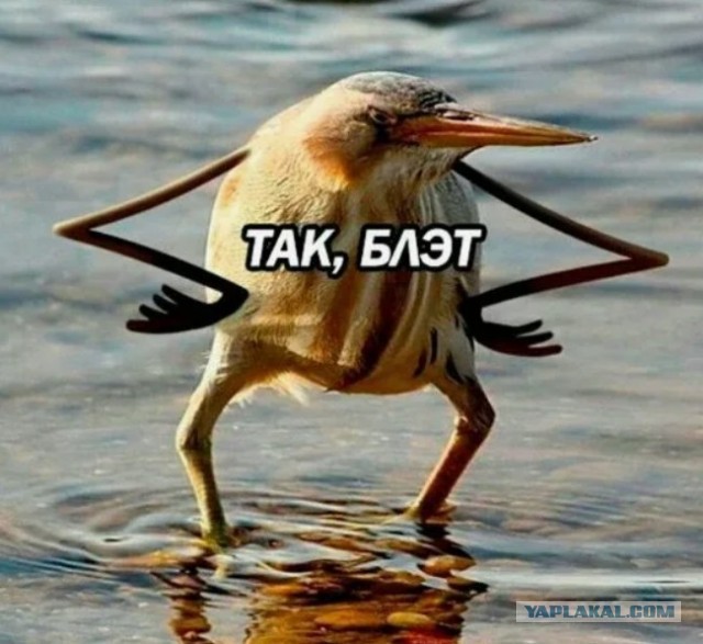 Пернатый Ван Дамм