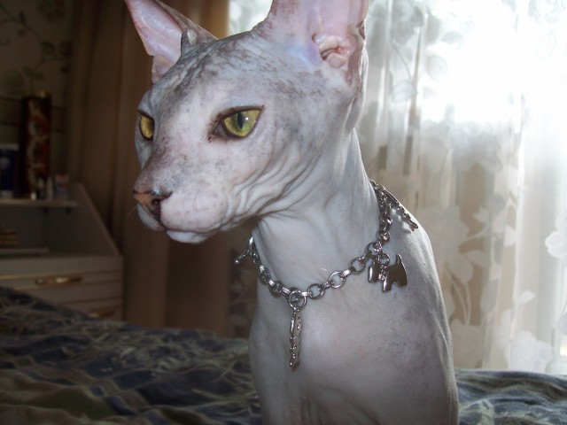К-котовторник