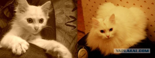 Коты и время