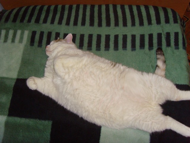 Котейка, который не знает как лежат котейки