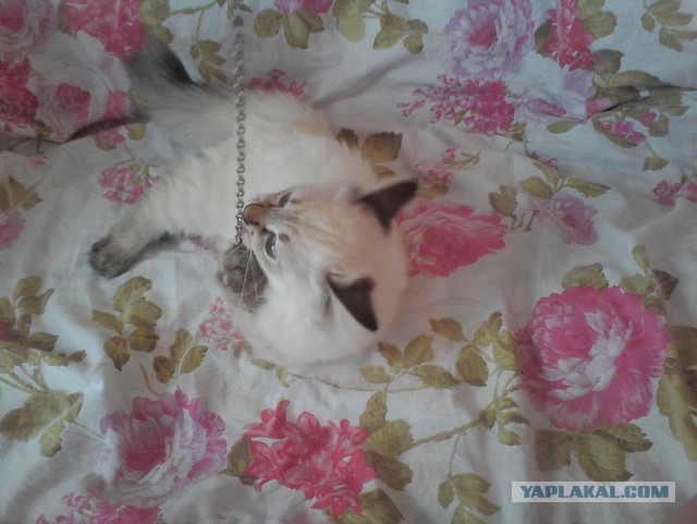 Котовторник  05.11.2013