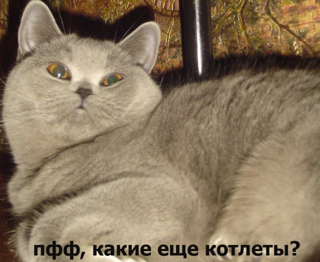 Котоподборка