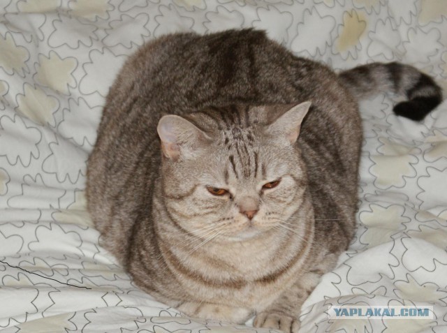 Котовторник   31.12.  2013