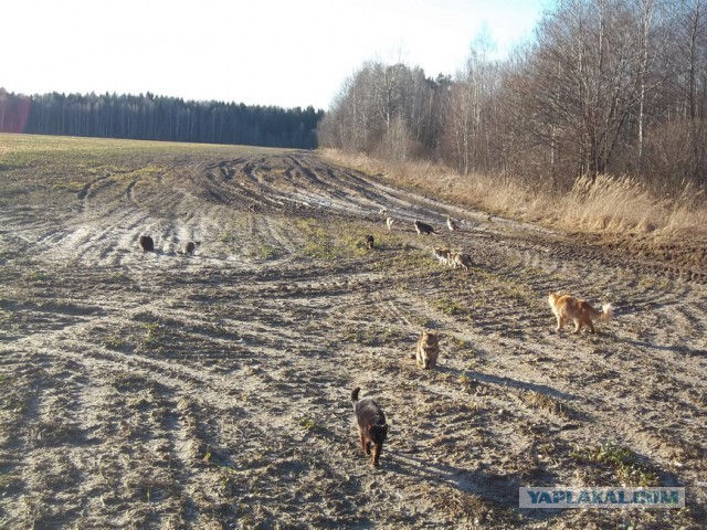 Жизнь домашнего приюта для котеек 2
