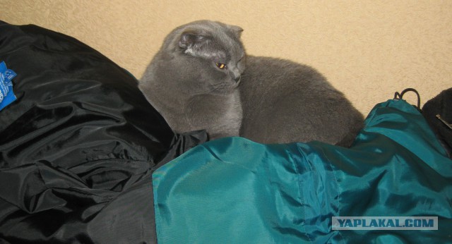 Котовторник 18.03.2014