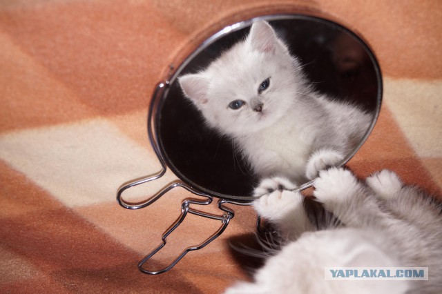 Котовторник  25.03.2014