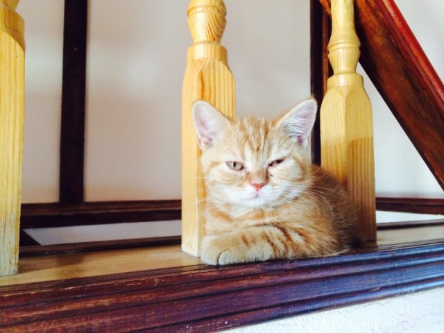Котовторник   15.04.2014