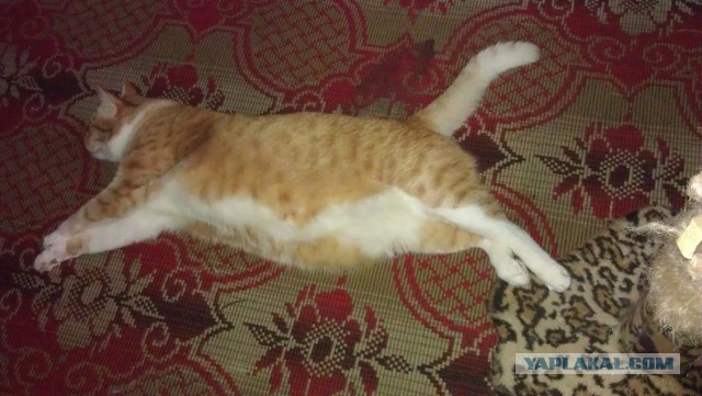 Котовторник 6.05.2014
