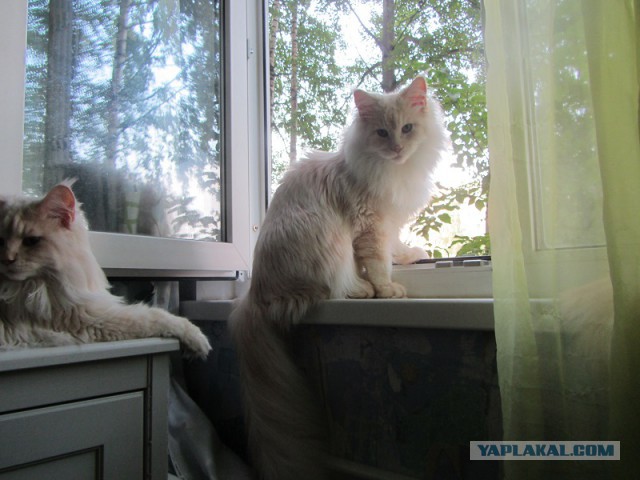 Котовторник 05.08.2014